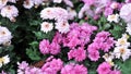 Chrysanthemum flowers